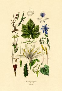 Plantas, 1833-39 de French School